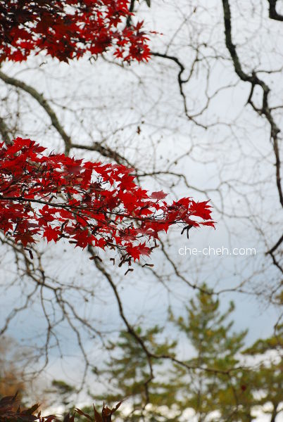 Fall Maple Tree @ Nara